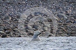 Polar Bear Ursus Maritimus playing in the arctic ocean of Arviat