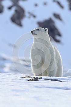 Polar bear Ursus maritimus portrait.