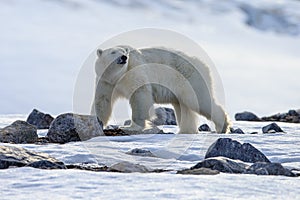 Polar bear Ursus maritimus portrait.