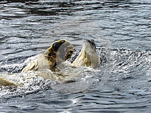 Polar Bear Ursus Maritimus Relaxing when Swimming