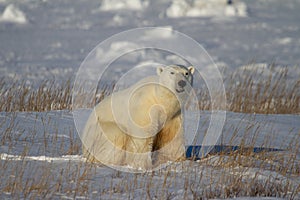 Polar Bear or Ursus Maritimus sitting down on snow between arctic grass, near Churchill, Manitoba Canada