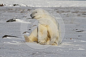 Polar Bear, Ursus Maritimus, sitting on snow and staring off into the distance