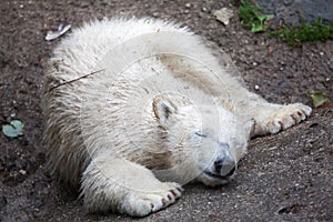 Polar bear Ursus maritimus. photo