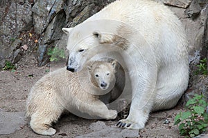 Polar bear Ursus maritimus.