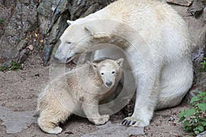 Polar bear Ursus maritimus. photo