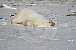 Polar Bear, Ursus Maritimus, sliding down snow to stay cool near the shores of Hudson Bay