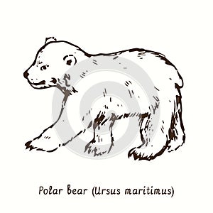 Polar bear Ursus maritimus standing side view. Ink black and white doodle drawing