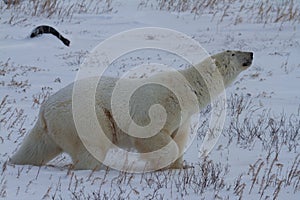 Polar bear, Ursus maritimus, stretching its neck while walking along on snow in low light