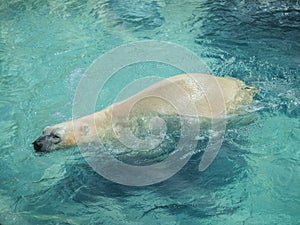 Polar Bear Ursus Maritimus Swimming at NC Zoo