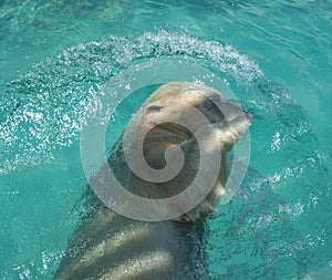 Polar Bear (Ursus Maritimus) Swimming at NC Zoo