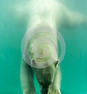 Polar bear Ursus maritimus swimming under water.