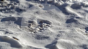 Polar bear (Ursus maritimus) tracks or footprint