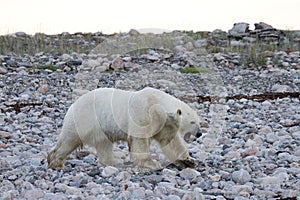 Polar Bear Ursus Maritimus walking along a rocky shoreline near Arviat, Nunavut