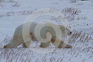 Polar bear or Ursus maritimus walking along on snow in low light