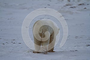 Polar Bear or Ursus Maritimus walking away on snow on an overcast day