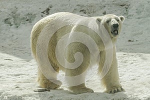 Polar bear, Ursus maritimus, walking on ice surface