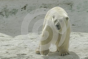 Polar bear, Ursus maritimus, walking on ice surface