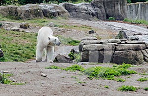 Polar bear Ursus maritimus walking and looking to the right