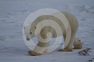 Polar Bear or Ursus Maritimus walking on snow in an overcast day, near Churchill, Manitoba Canada