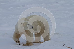 Polar Bear or Ursus Maritimus walking on snow in an overcast day, near Churchill, Manitoba Canada