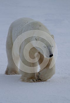 Polar Bear or Ursus Maritimus walking on snow on an overcast day, near Churchill, Manitoba Canada