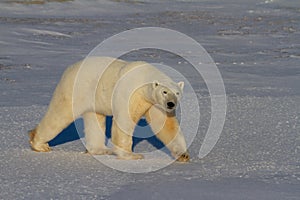 Polar Bear or Ursus Maritimus walking on snow on a sunny day, near Churchill, Manitoba Canada