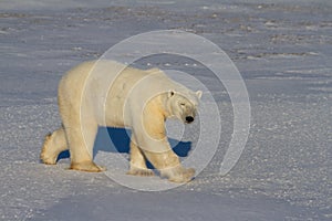 Polar Bear or Ursus Maritimus walking on snow on a sunny day, near Churchill, Manitoba Canada