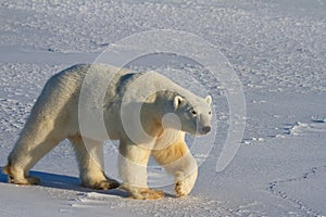 Polar Bear or Ursus Maritimus walking on snow on a sunny day, near Churchill, Manitoba Canada