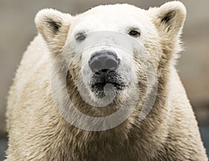 Polar bear. Ursus maritimus.