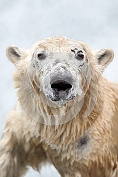 polar bear (Ursus maritimus). Young bear looks at the camera