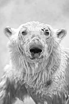 polar bear (Ursus maritimus). Young bear looks at the camera