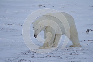 A polar bear, Ursus maritumis, sticking out its tongue while walking on snow among rocks
