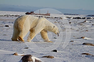 A polar bear, Ursus maritumis, sticking out its tongue while walking on snow among rocks with a shipwreck in the