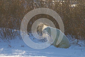 A polar bear or ursus maritumus shaking snow off, near Churchill, Manitoba Canada