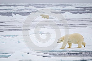 Polar bear in the vast ice expanse of the Arctic ocean