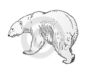 Polar bear vector