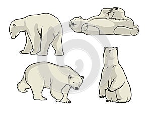Polar bear vector illustration
