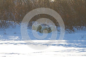 A polar bear waking up and yawning after sleeping in snow among willows