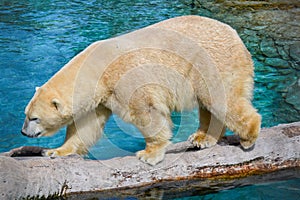 Polar Bear Walk