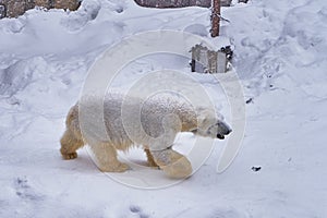 Polar bear walked arond the snow in winter