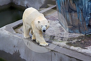 Polar bear walking