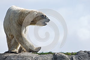 Polar bear walking