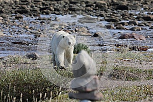 Polar Bear walking along an arctic coastline