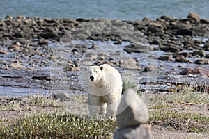 Polar Bear walking along an arctic coastline