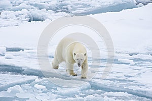 Polar bear walking in an arctic.