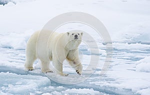 Polar bear walking in an arctic.