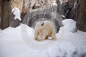 Polar bear walking around cage with white fur