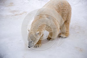 Polar bear walking around cage with white fur