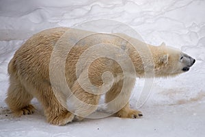 Polar bear walking around cage with white fur