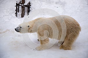 Polar bear walking around cage with white fur